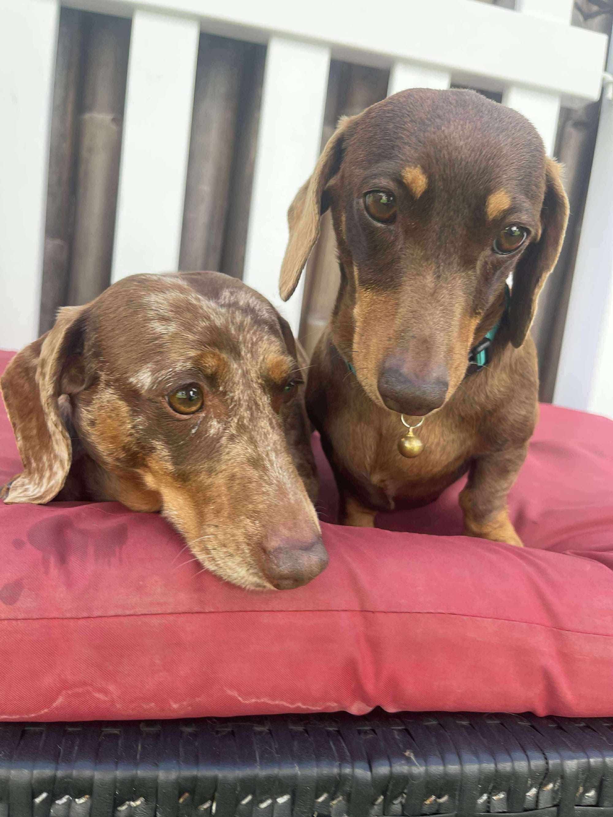 Marley & Truffles - Bonded Girls  Marley - 5yrs - Choc/tan - 8.75kg  Female smooth - Truffles - 6yrs - Choc/Dapple Female - 5.6kg