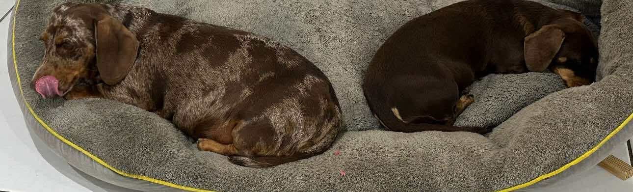 Marley & Truffles - Bonded Girls  Marley - 5yrs - Choc/tan - 8.75kg  Female smooth - Truffles - 6yrs - Choc/Dapple Female - 5.6kg
