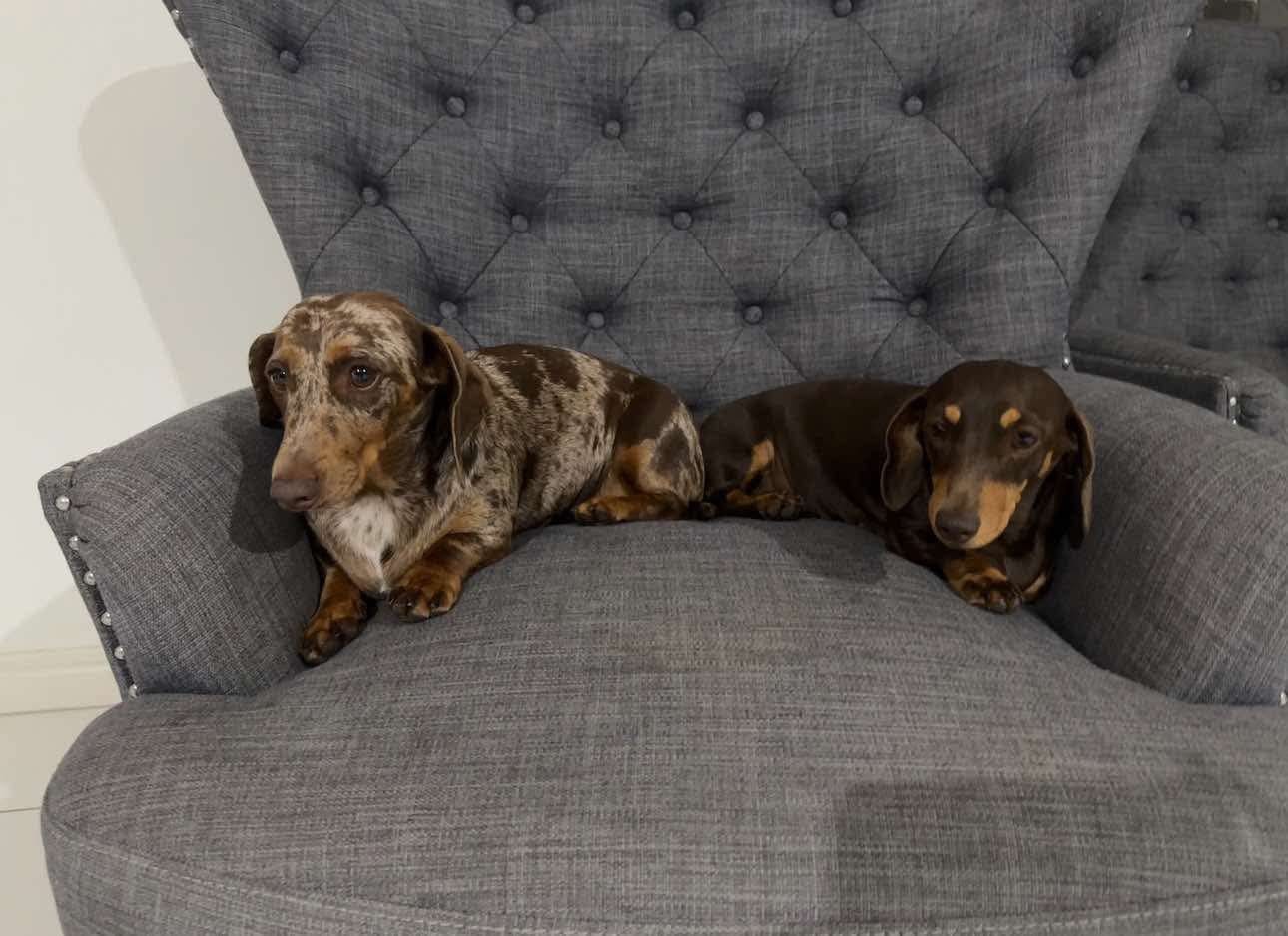 Marley & Truffles - Bonded Girls  Marley - 5yrs - Choc/tan - 8.75kg  Female smooth - Truffles - 6yrs - Choc/Dapple Female - 5.6kg