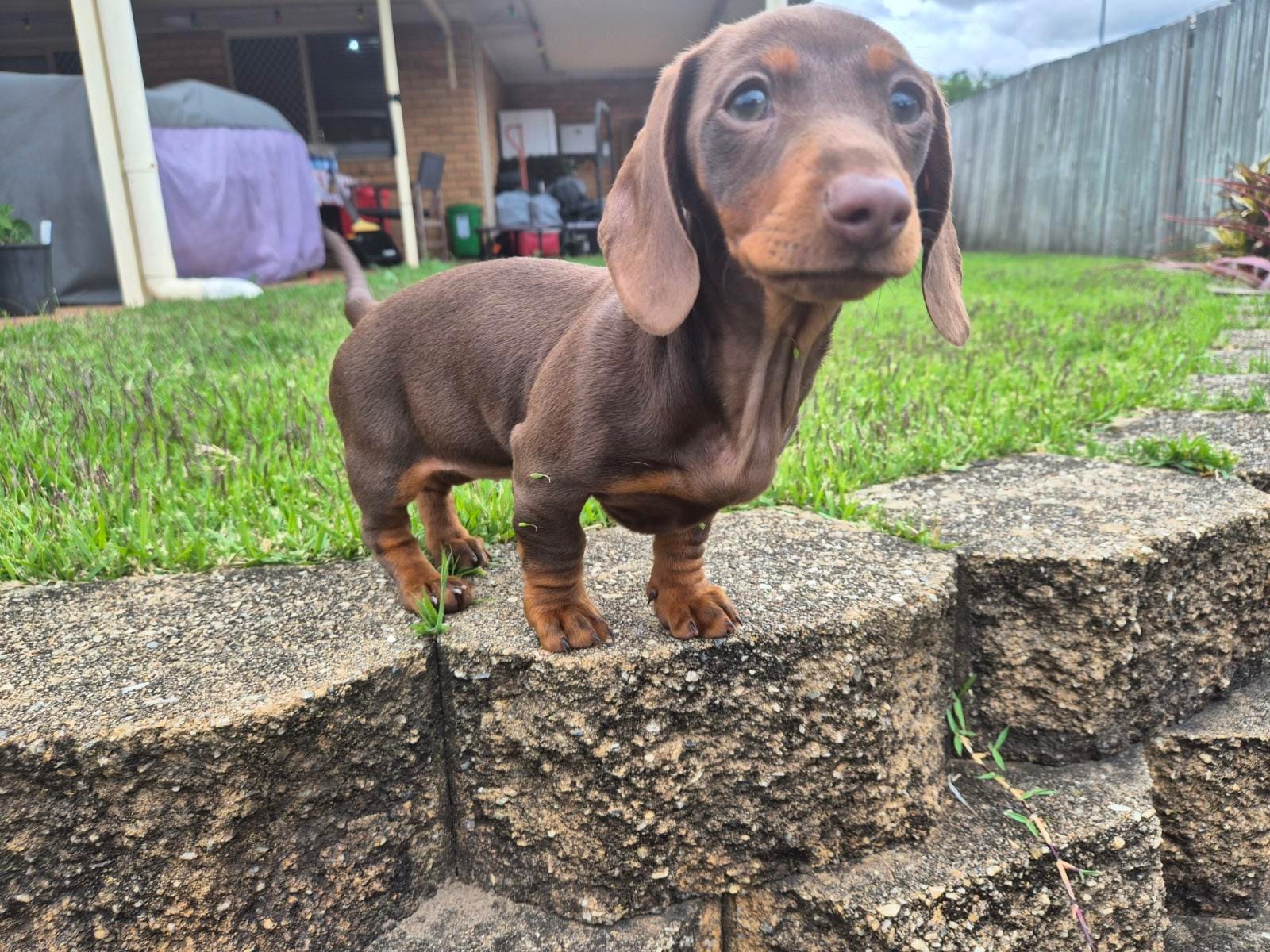 Tessie - 13 weeks - Choc/Tan smooth - DOB -29/06/25 - 2.7kg