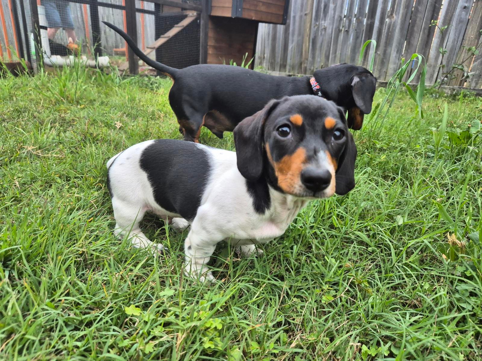 JOEY - 13 WEEKS - BLACK/TAN  PIEBALD PUPPY - DOB - 20/06/25 - 3.5KG ***ADOPTED***
