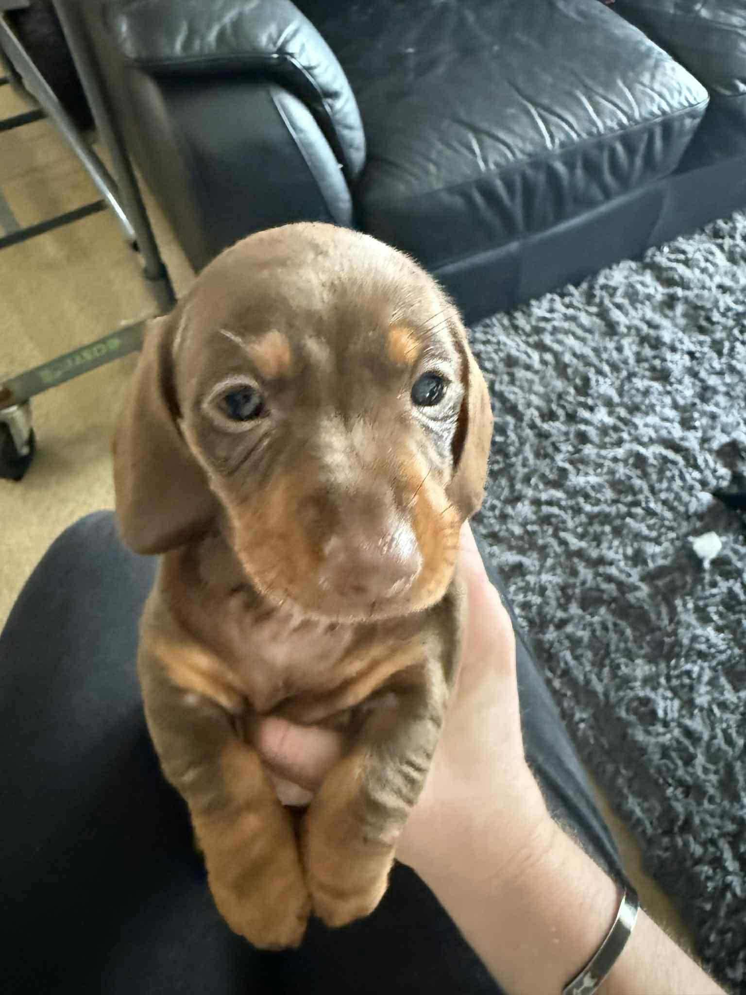 Tessie - 13 weeks - Choc/Tan smooth - DOB -29/06/25 - 2.7kg