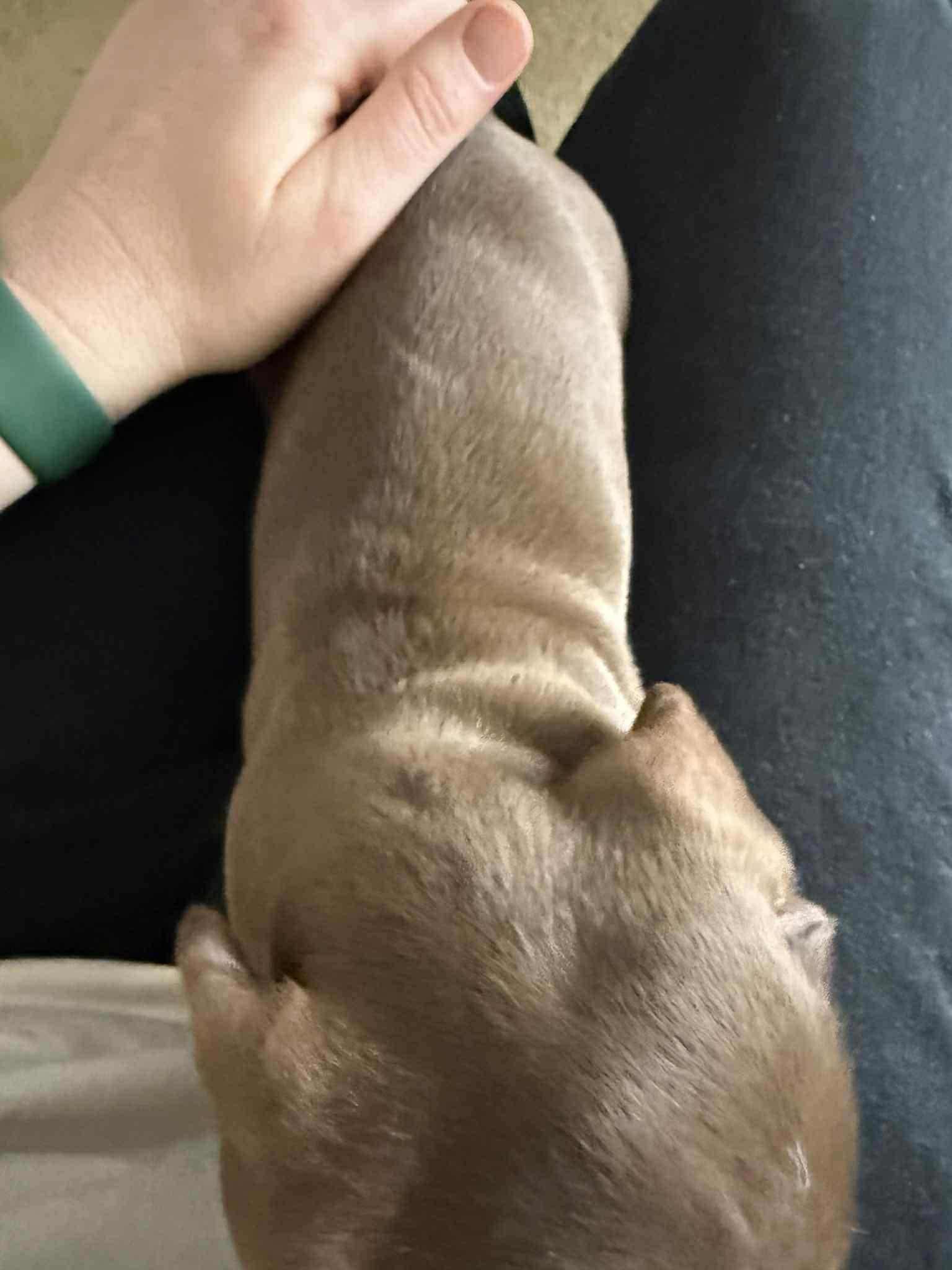 Tessie - 13 weeks - Choc/Tan smooth - DOB -29/06/25 - 2.7kg
