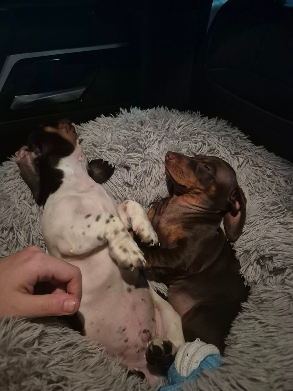 Tessie - 13 weeks - Choc/Tan smooth - DOB -29/06/25 - 2.7kg
