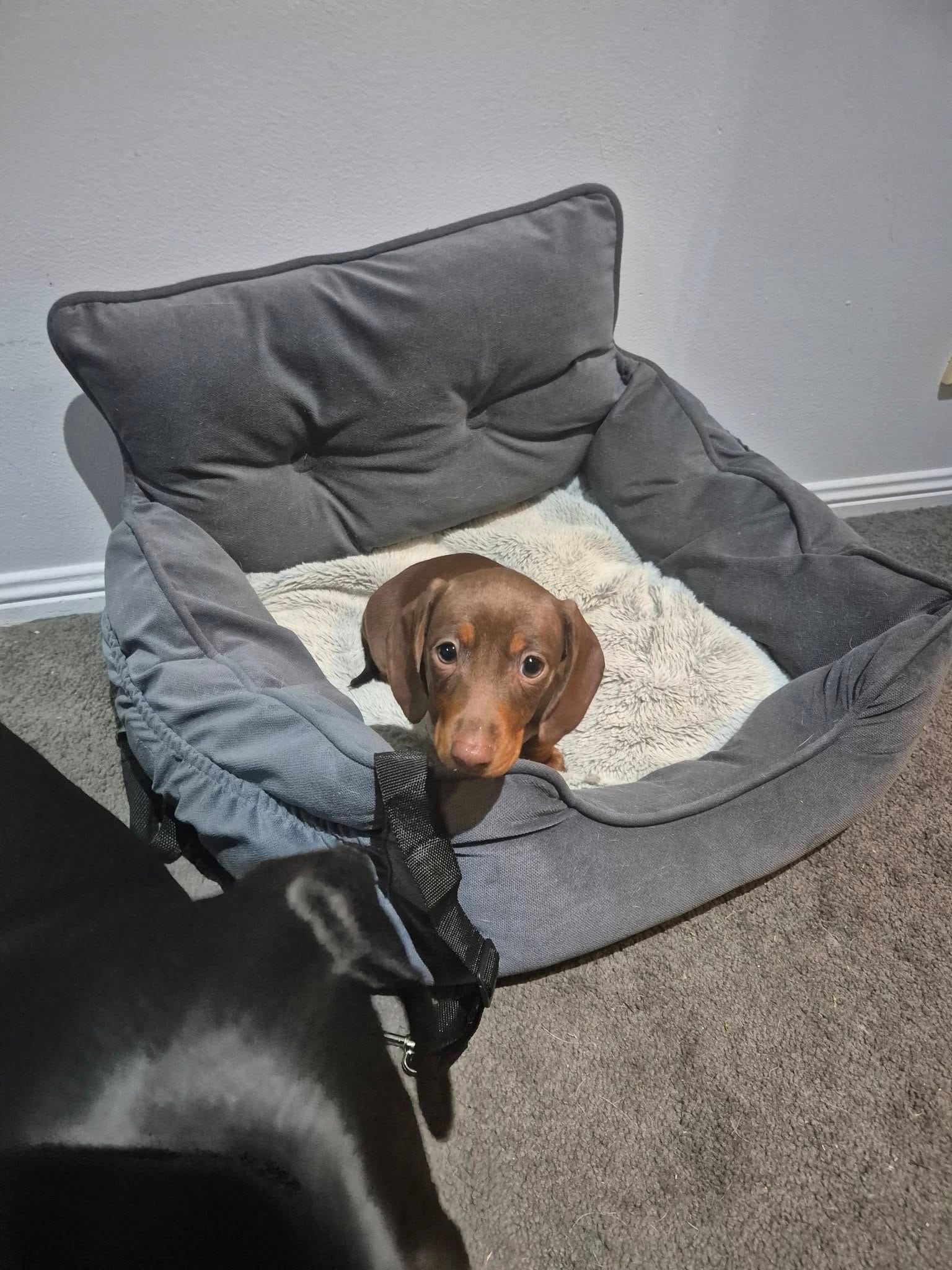 Tessie - 13 weeks - Choc/Tan smooth - DOB -29/06/25 - 2.7kg