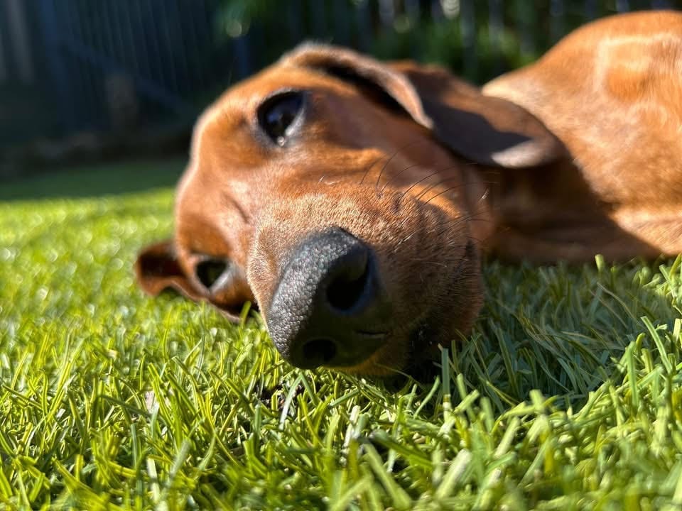 Molly - 1 yr 7 mths - Red smooth female - DOB - 21/01/24 - 5.3kg