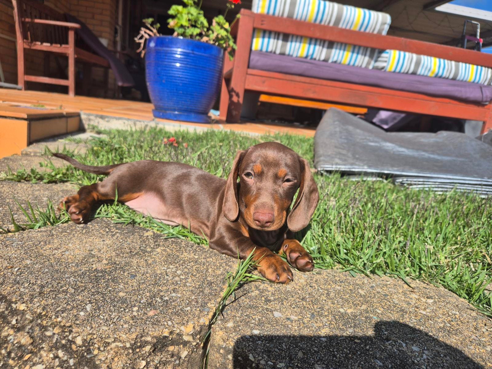 Tessie - 13 weeks - Choc/Tan smooth - DOB -29/06/25 - 2.7kg