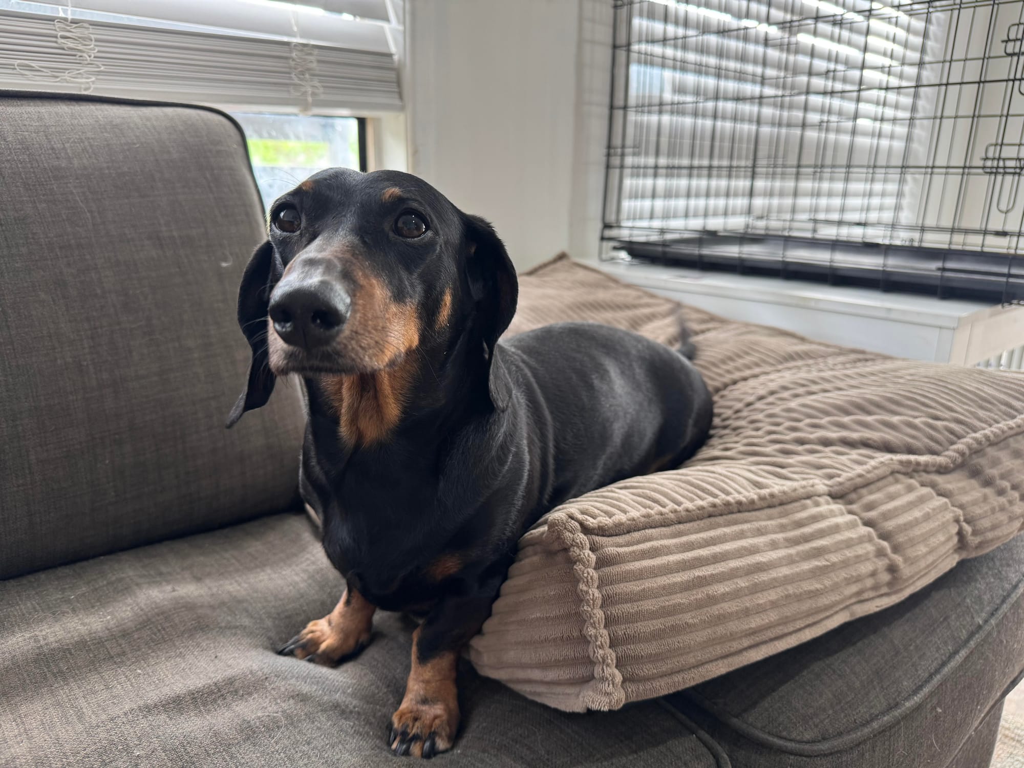 Freddie and Ollie Bonded Pair - Freddie - 8yrs - Black/Tan Smooth Male - DOB - 27/10/17 -10kg Ollie - 6yrs - Red Smooth Male - DOB - 03/09/19 - 9kgs
