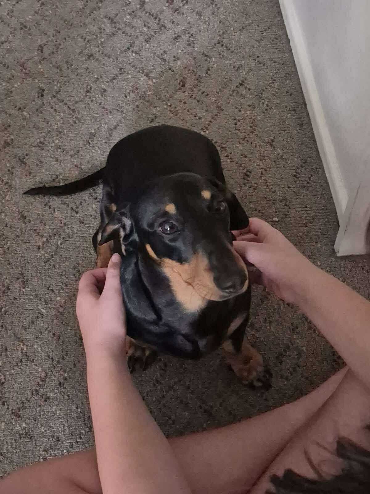 Remi - 12 mths - Black/tan smooth male - DOB - 05/11/24 - 7kg