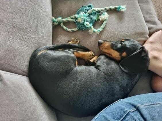 Remi - 12 mths - Black/tan smooth male - DOB - 05/11/24 - 7kg