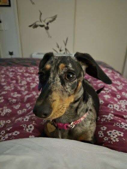 Lilah - 7 months - Silver dapple smooth female - DOB - 23/03/25 - 5.1 kg