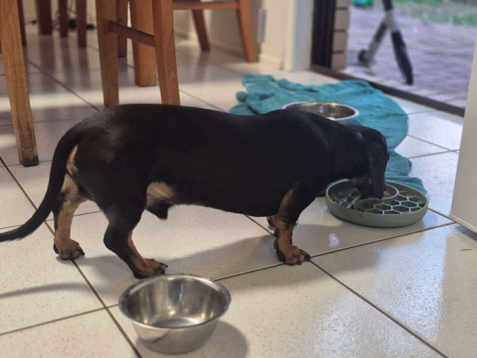 Remi - 12 mths - Black/tan smooth male - DOB - 05/11/24 - 7kg