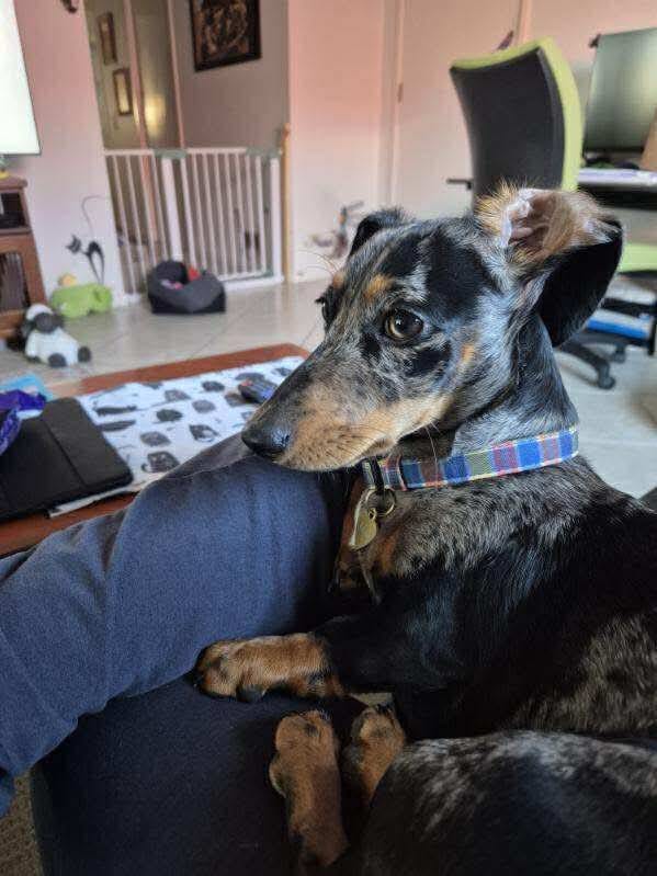 Lilah - 7 months - Silver dapple smooth female - DOB - 23/03/25 - 5.1 kg