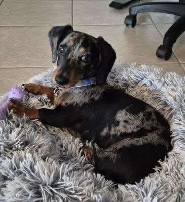 Lilah - 7 months - Silver dapple smooth female - DOB - 23/03/25 - 5.1 kg