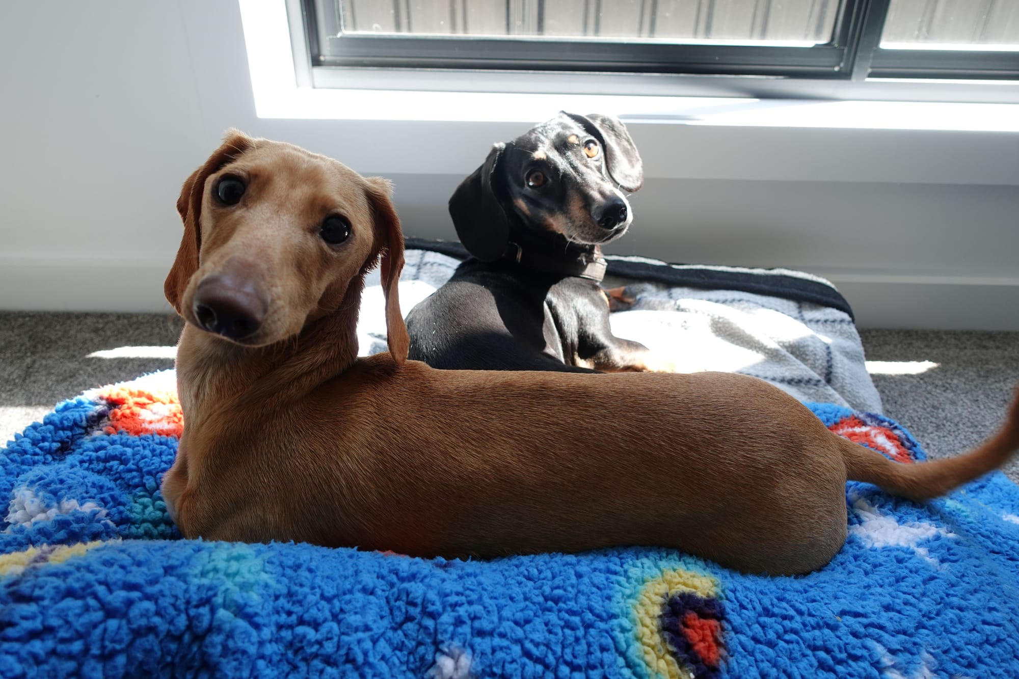 Casper - 18mths - smooth clear red male - DOB -18/02/24 - 6.5kg