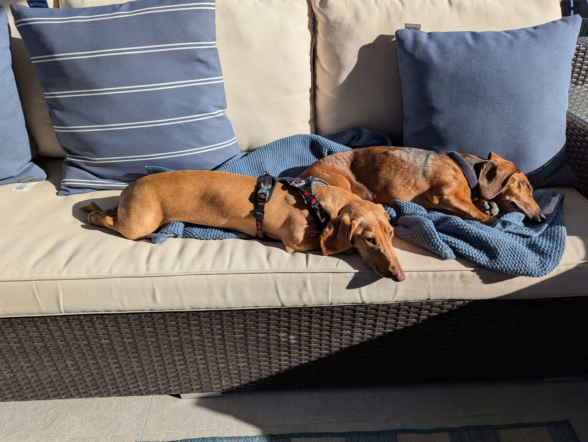 Casper - 18mths - smooth clear red male - DOB -18/02/24 - 6.5kg