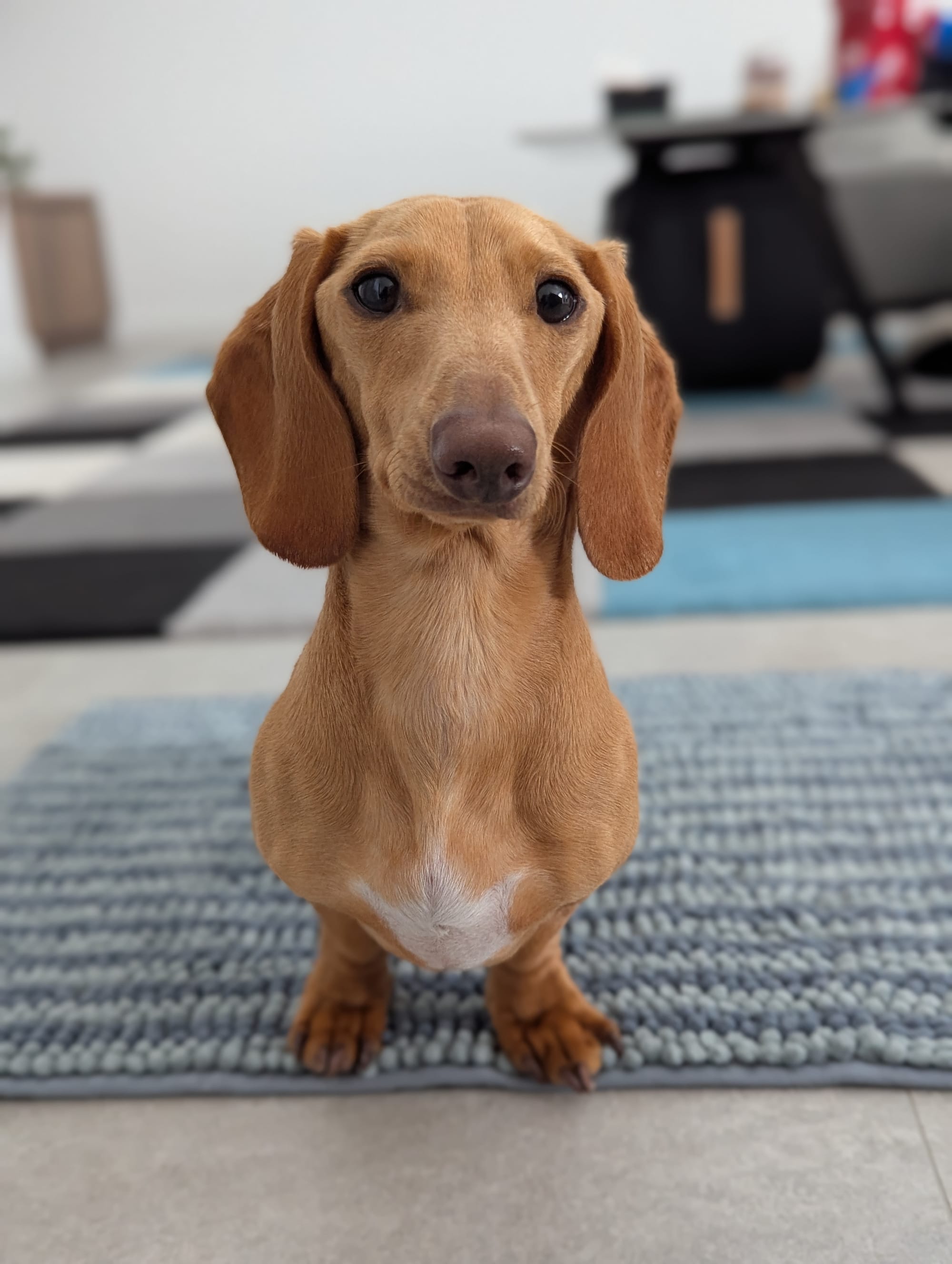 Casper - 18mths - smooth clear red male - DOB -18/02/24 - 6.5kg