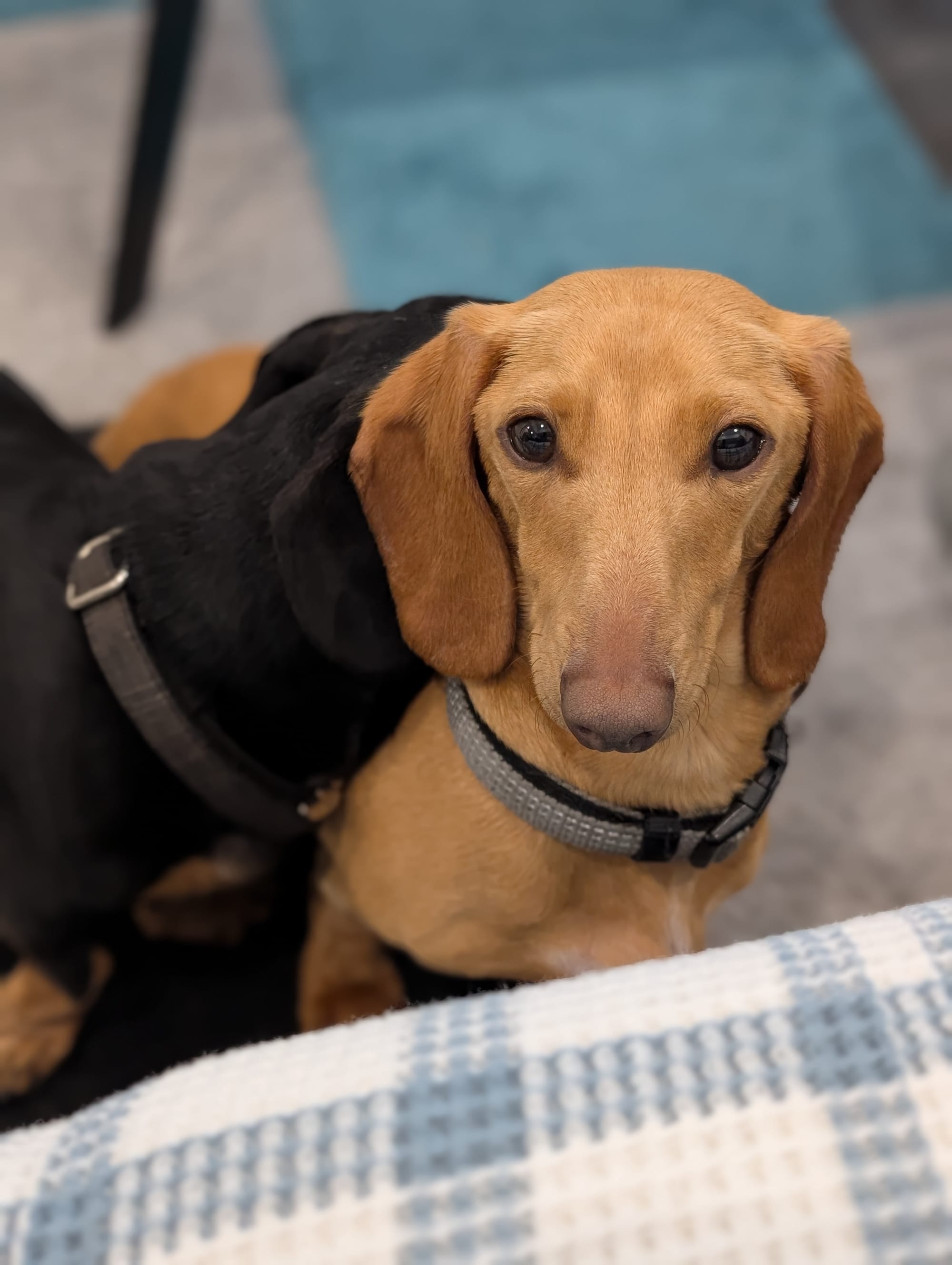 Casper - 18mths - smooth clear red male - DOB -18/02/24 - 6.5kg