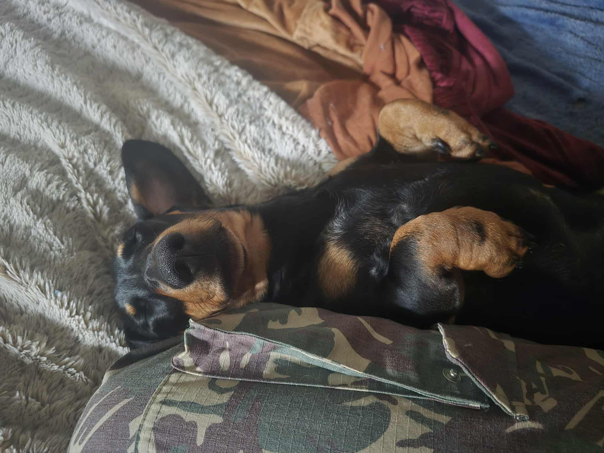 Remi - 12 mths - Black/tan smooth male - DOB - 05/11/24 - 7kg