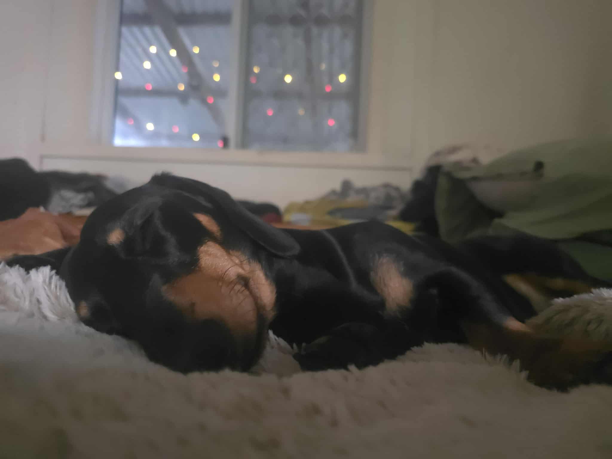 Remi - 12 mths - Black/tan smooth male - DOB - 05/11/24 - 7kg