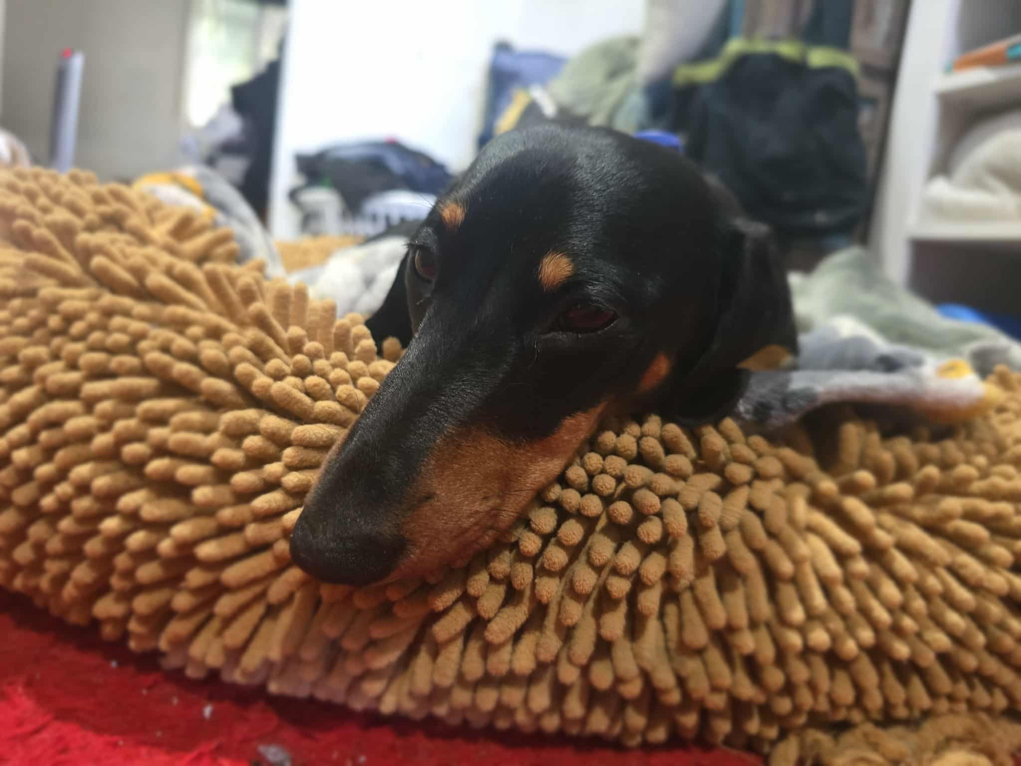 Remi - 12 mths - Black/tan smooth male - DOB - 05/11/24 - 7kg