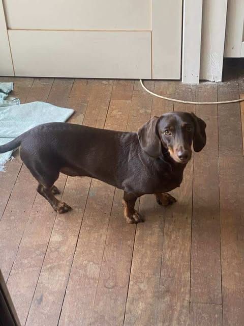 Winston - 3yrs - Chocolate and Tan Smooth - DOB 24/10/22 - 9.5kg