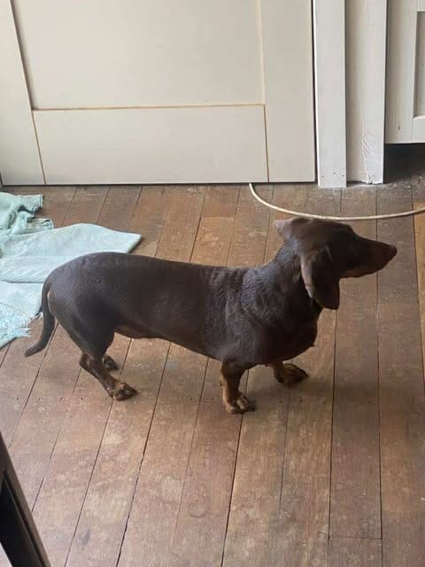 Winston - 3yrs - Chocolate and Tan Smooth - DOB 24/10/22 - 9.5kg