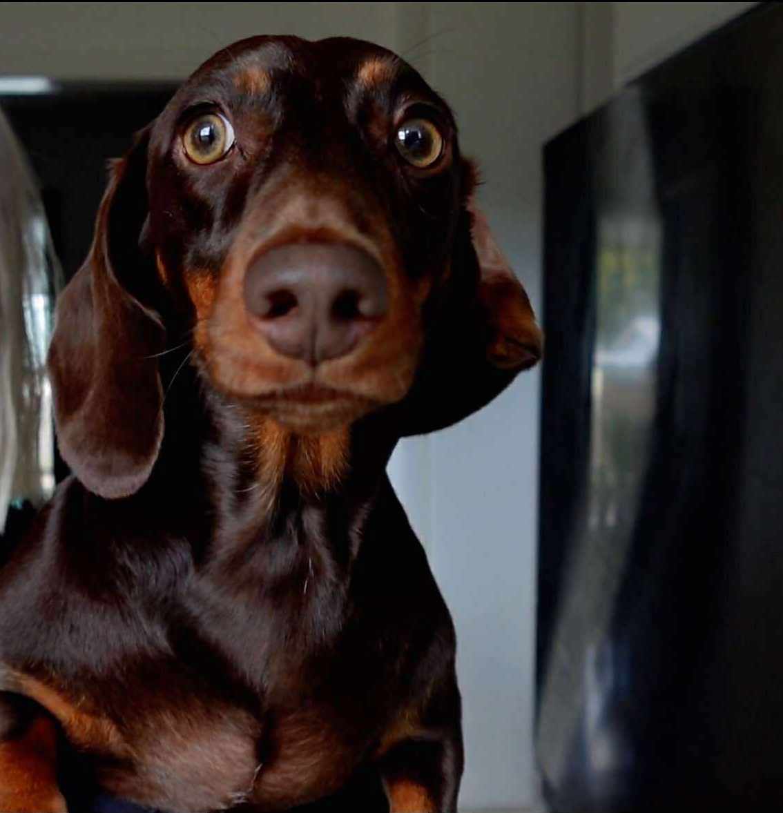 Winston - 3yrs - Chocolate and Tan Smooth - DOB 24/10/22 - 9.5kg