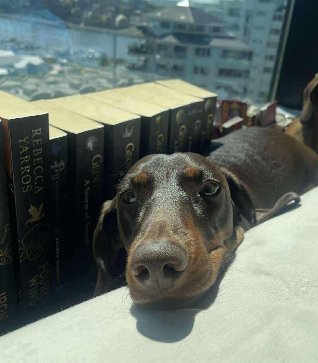 Winston - 3yrs - Chocolate and Tan Smooth - DOB 24/10/22 - 9.5kg