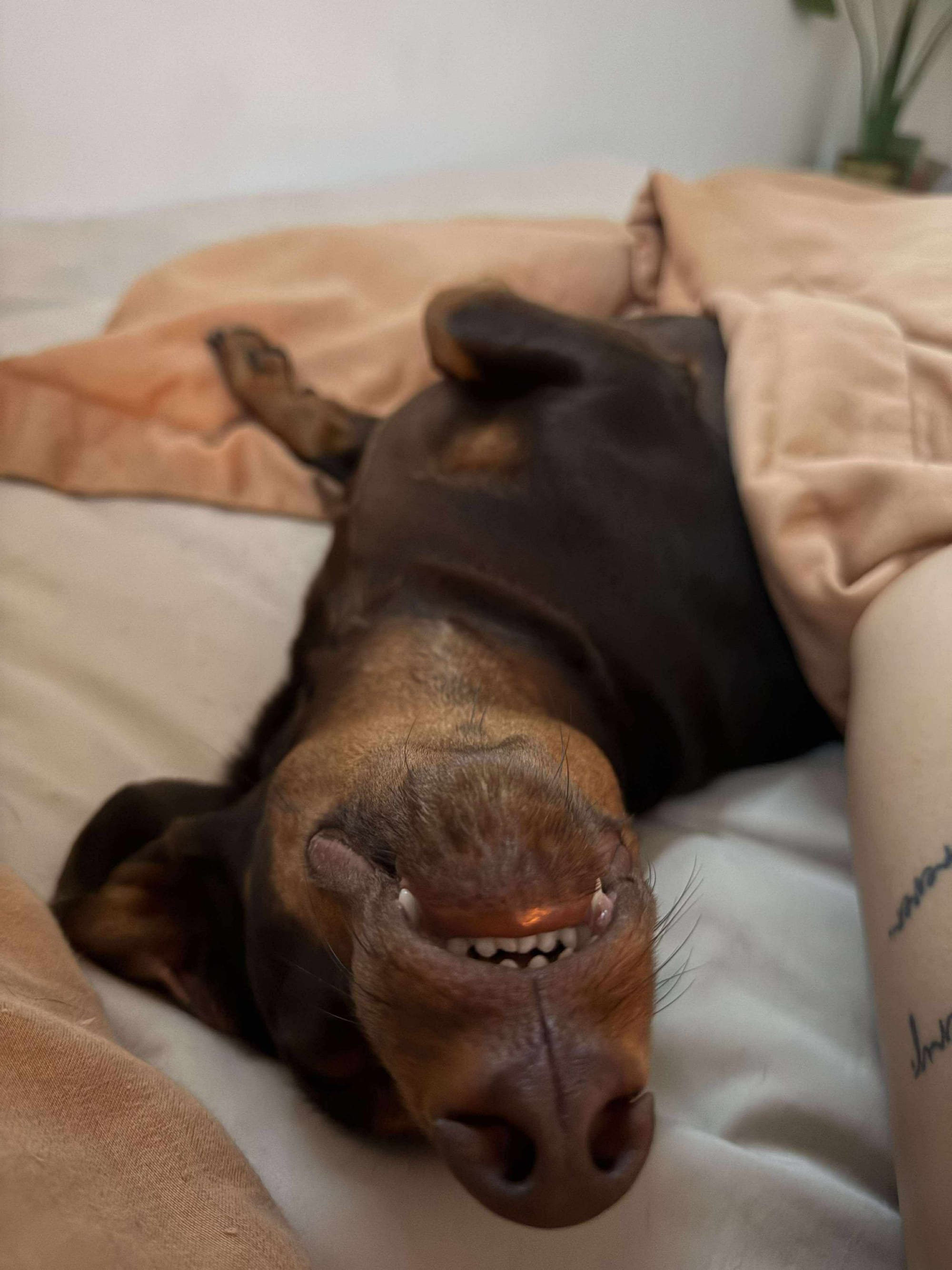 Winston - 3yrs - Chocolate and Tan Smooth - DOB 24/10/22 - 9.5kg