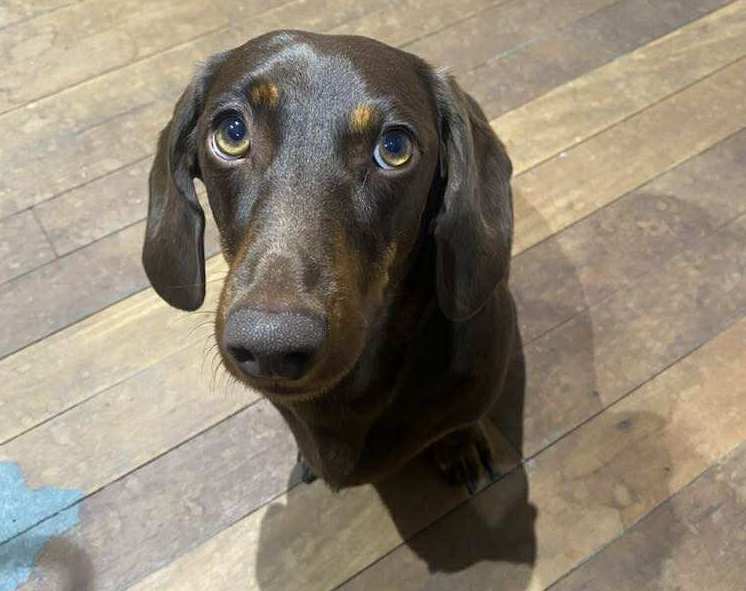 Winston - 3yrs - Chocolate and Tan Smooth - DOB 24/10/22 - 9.5kg