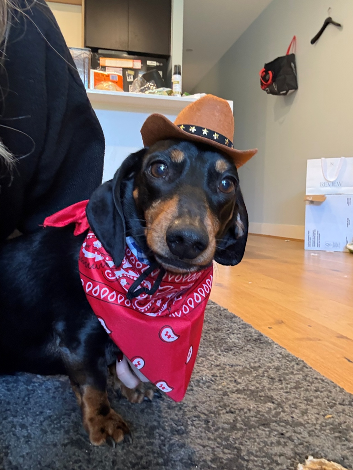 Pepperoni and Chipolata Bonded Pair - Female Choc/dapple and Male Black/Tan - both Smooth - 8 and 7yrs - 7.1kg and 10.1kg