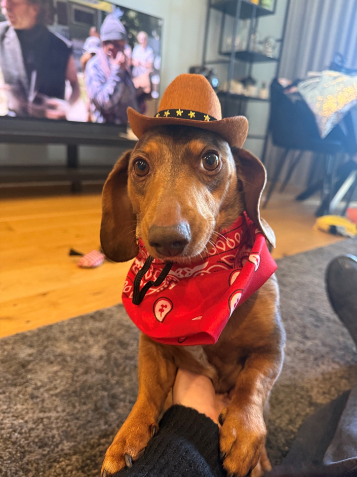 Pepperoni and Chipolata Bonded Pair - Female Choc/dapple and Male Black/Tan - both Smooth - 8 and 7yrs - 7.1kg and 10.1kg