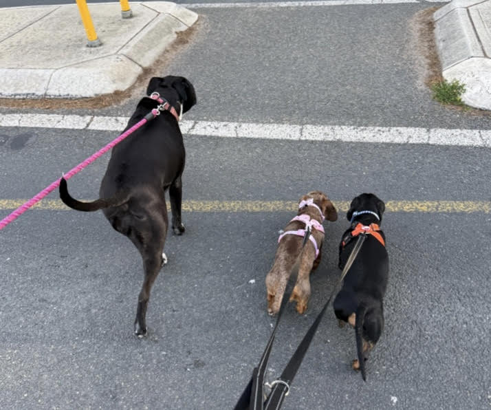 Pepperoni and Chipolata Bonded Pair - Female Choc/dapple and Male Black/Tan - both Smooth - 8 and 7yrs - 7.1kg and 10.1kg