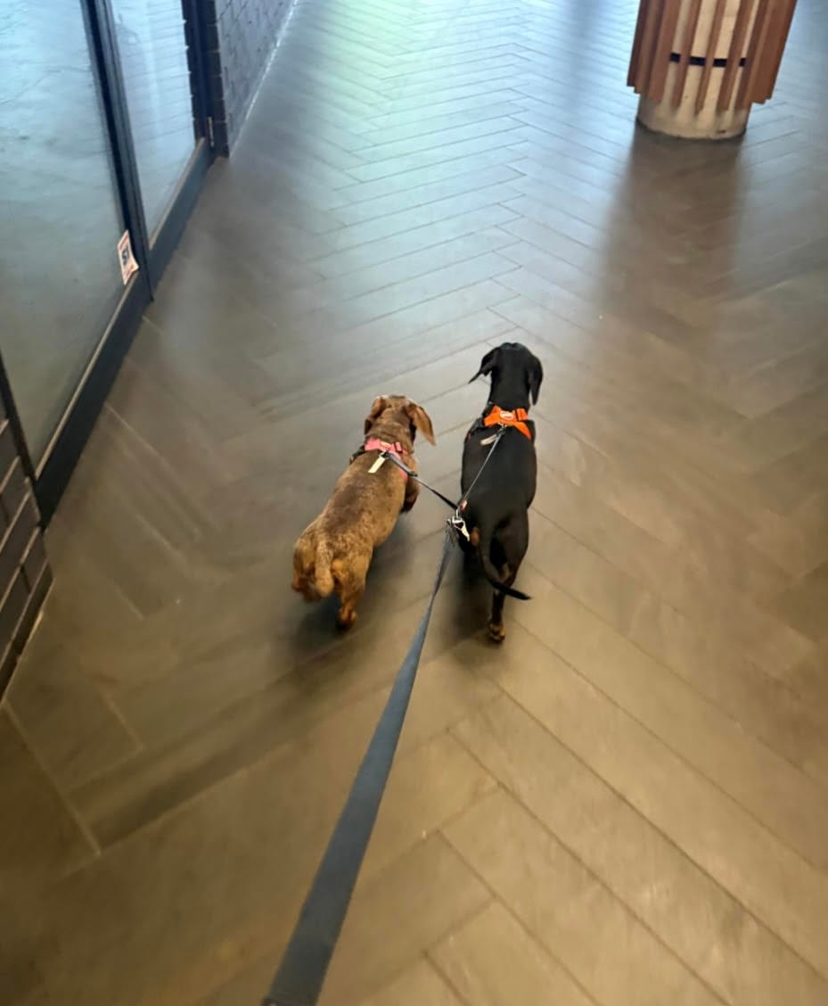 Pepperoni and Chipolata Bonded Pair - Female Choc/dapple and Male Black/Tan - both Smooth - 8 and 7yrs - 7.1kg and 10.1kg