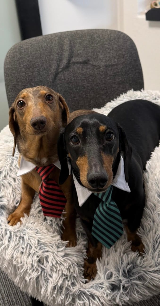 Pepperoni and Chipolata Bonded Pair - Female Choc/dapple and Male Black/Tan - both Smooth - 8 and 7yrs - 7.1kg and 10.1kg