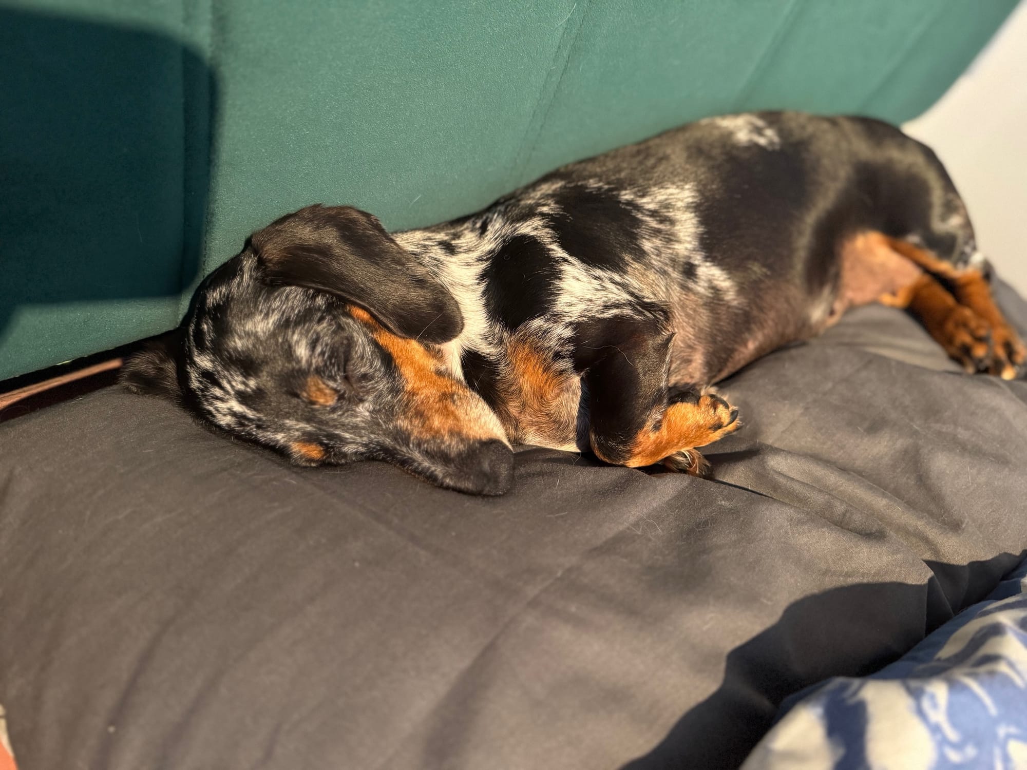 Pepper - 3yrs - Smooth Silver Dapple Female - DOB - 02/05/22  - 5.5kg