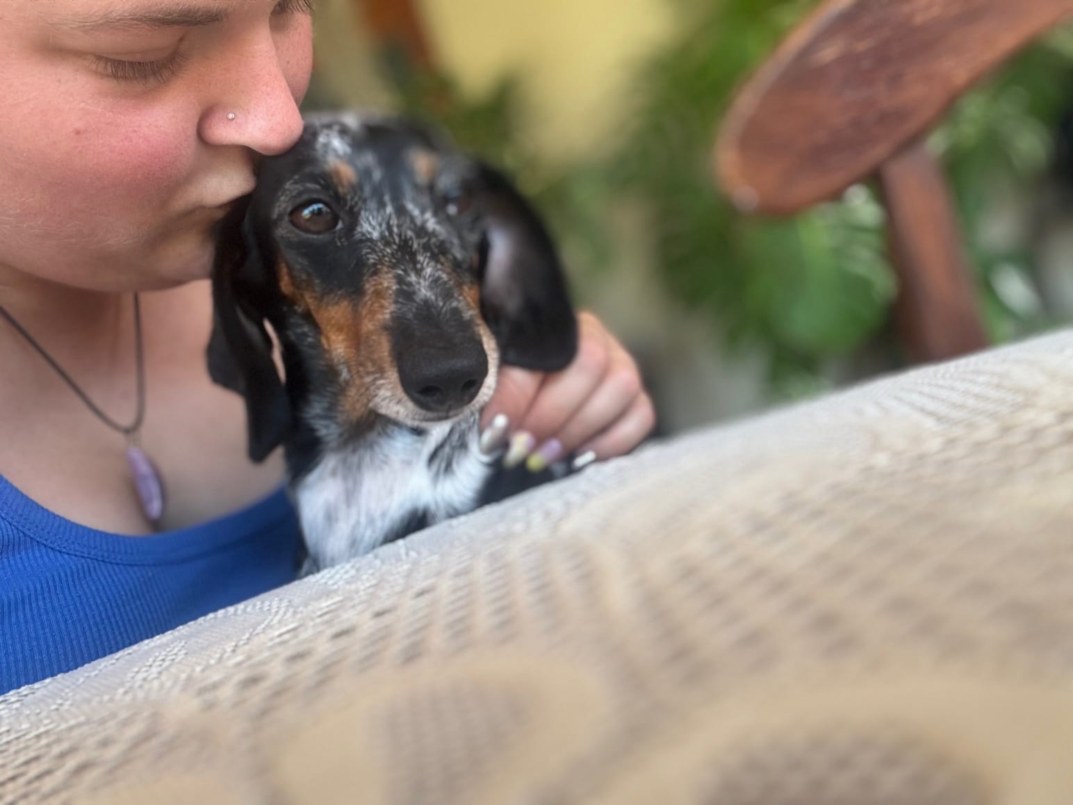 Pepper - 3yrs - Smooth Silver Dapple Female - DOB - 02/05/22  - 5.5kg