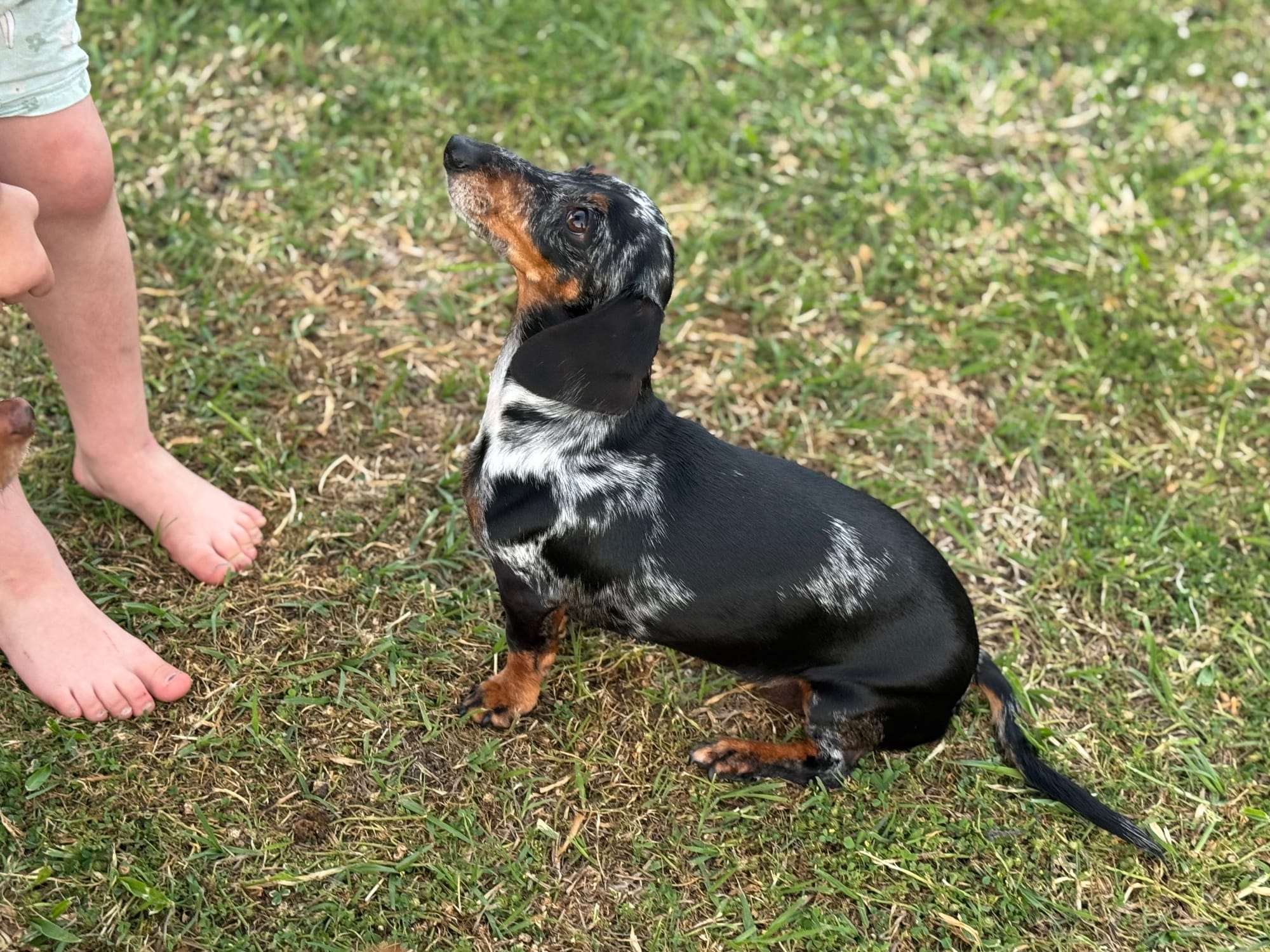 Pepper - 3yrs - Smooth Silver Dapple Female - DOB - 02/05/22  - 5.5kg