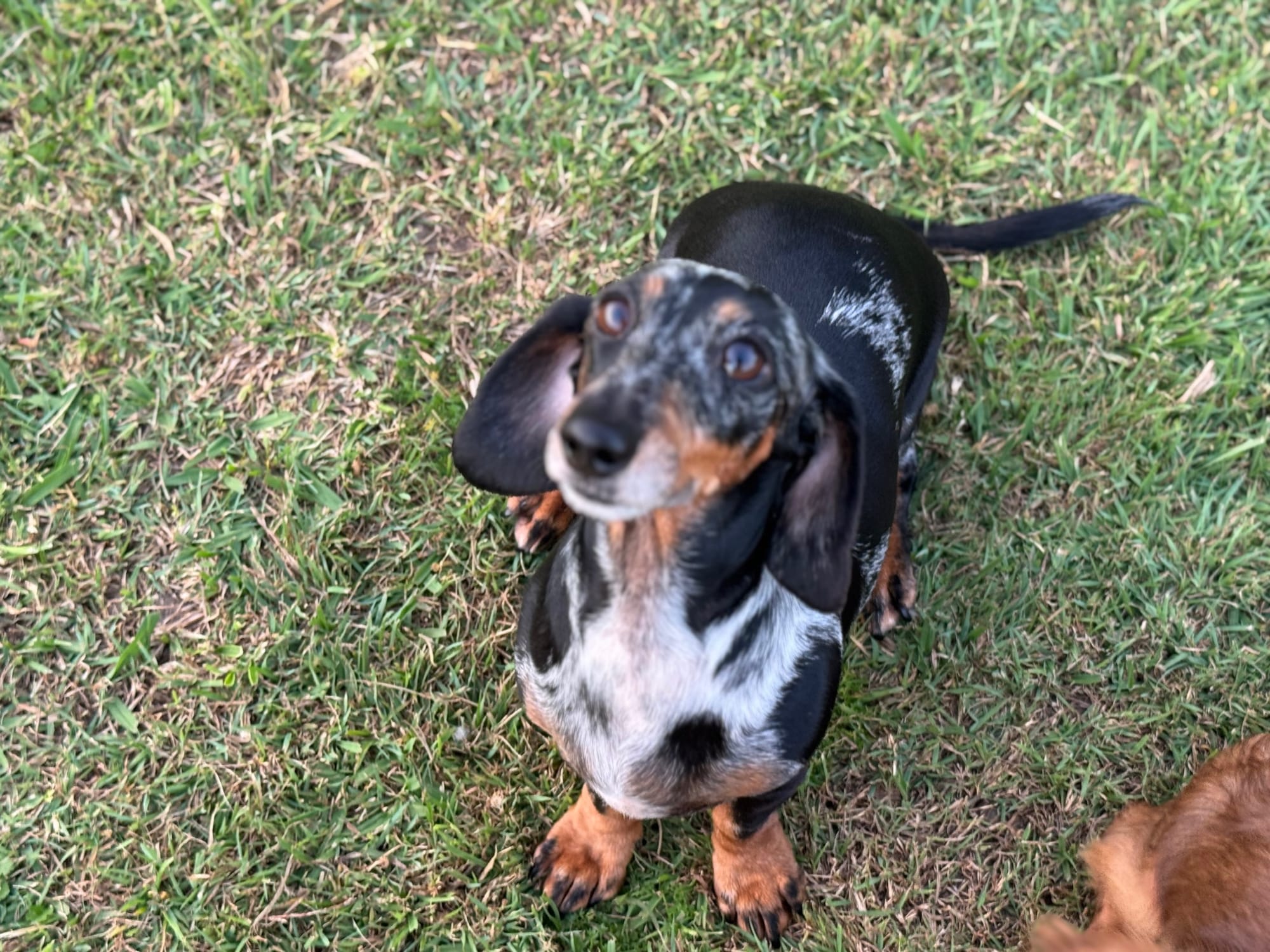 Pepper - 3yrs - Smooth Silver Dapple Female - DOB - 02/05/22  - 5.5kg