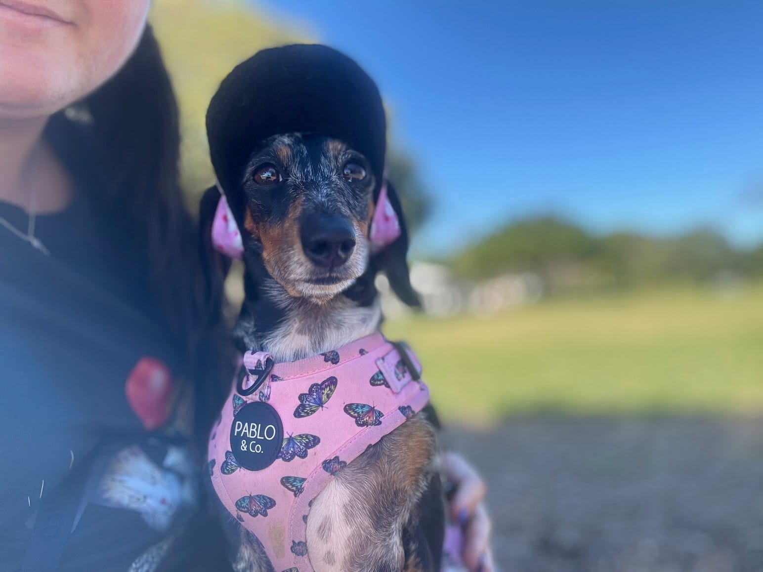 Pepper - 3yrs - Smooth Silver Dapple Female - DOB - 02/05/22  - 5.5kg