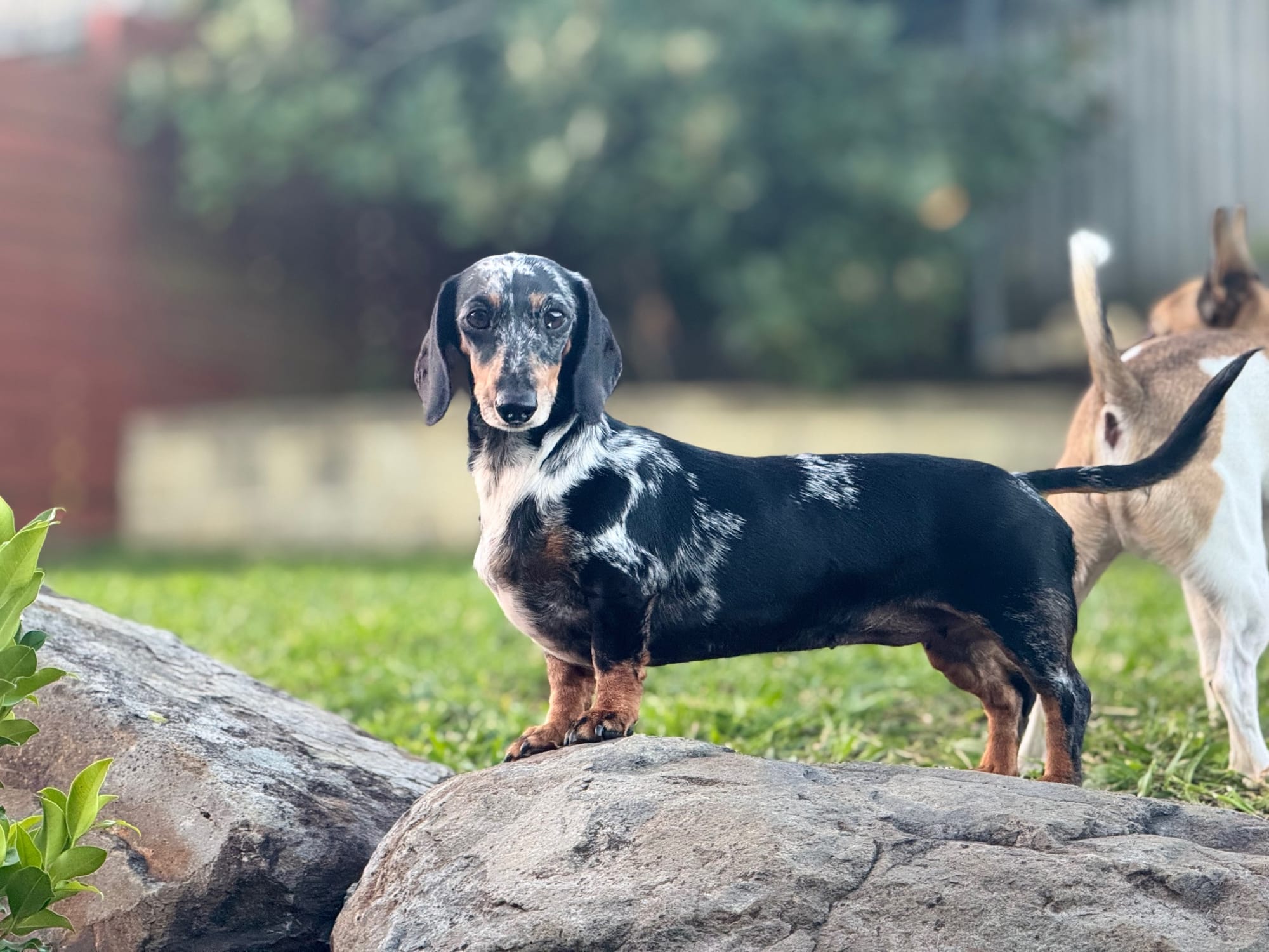 Pepper - 3yrs - Smooth Silver Dapple Female - DOB - 02/05/22  - 5.5kg