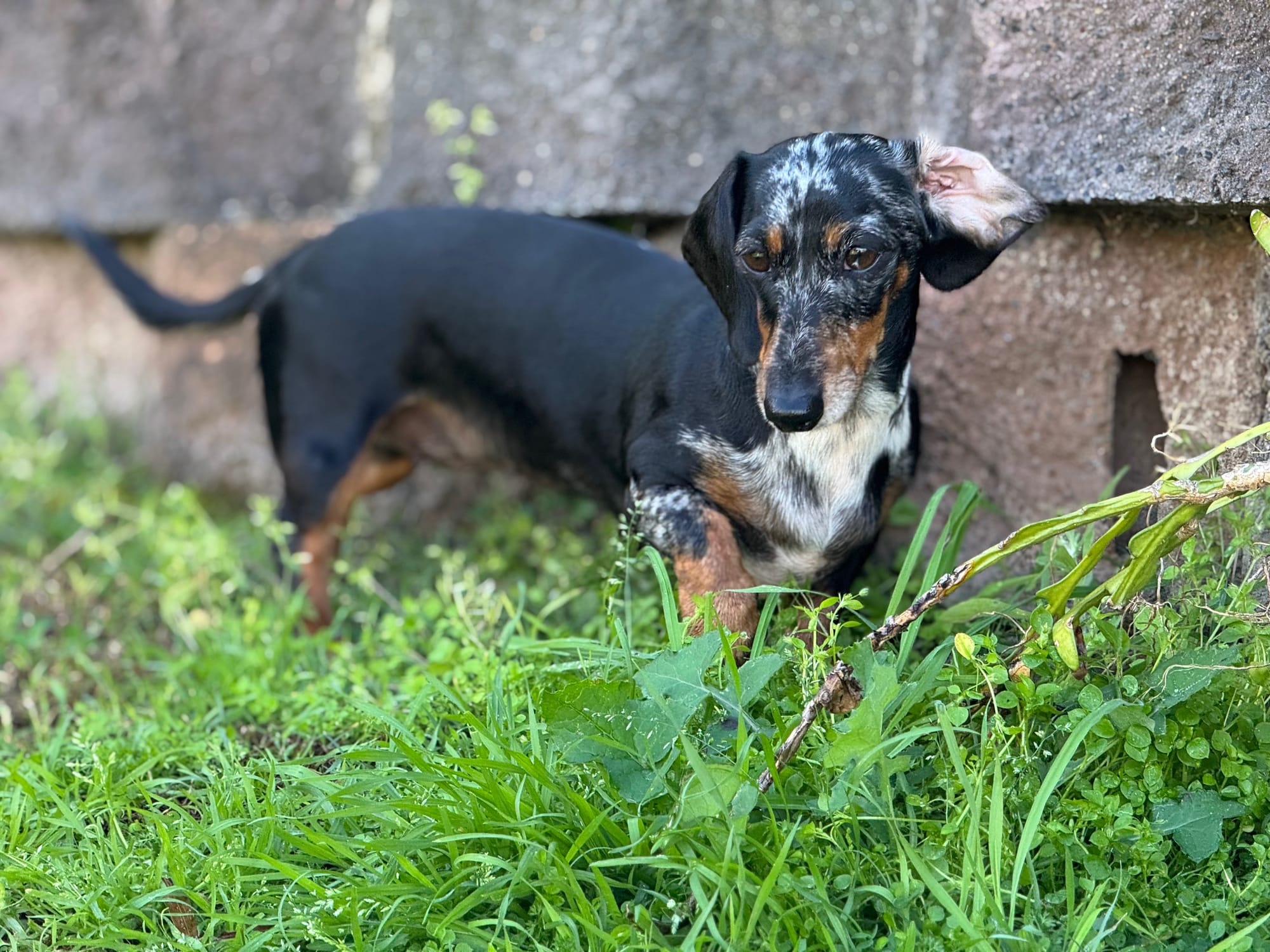 Pepper - 3yrs - Smooth Silver Dapple Female - DOB - 02/05/22  - 5.5kg