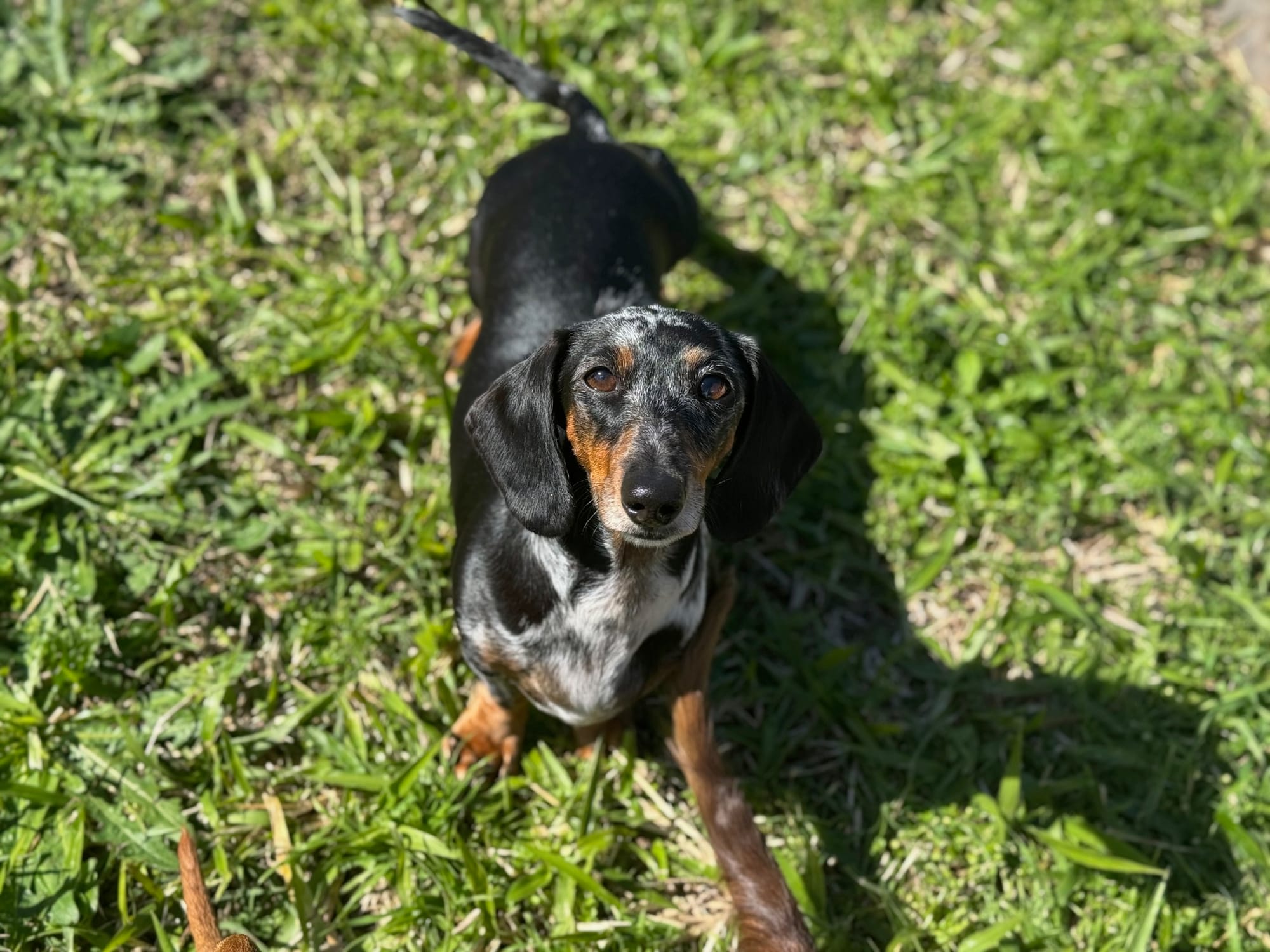 Pepper - 3yrs - Smooth Silver Dapple Female - DOB - 02/05/22  - 5.5kg