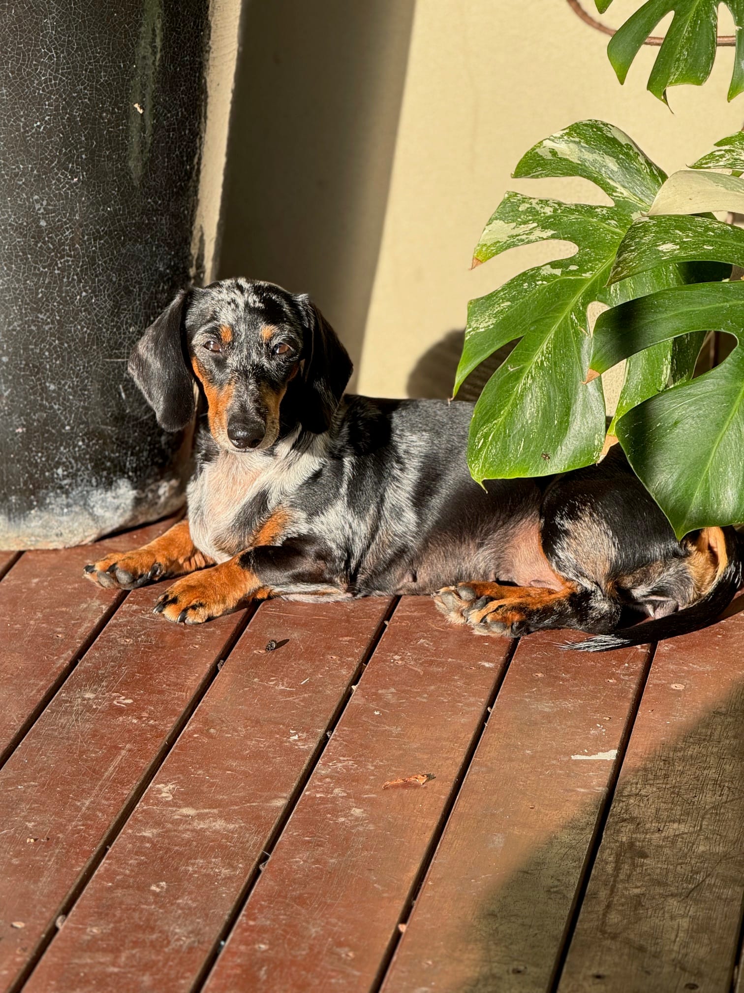 Pepper - 3yrs - Smooth Silver Dapple Female - DOB - 02/05/22  - 5.5kg