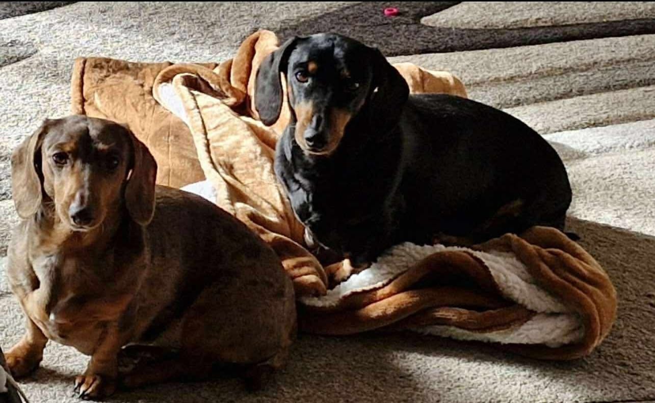 Pepperoni and Chipolata Bonded Pair - Female Choc/dapple and Male Black/Tan - both Smooth - 8 and 7yrs - 7.1kg and 10.1kg