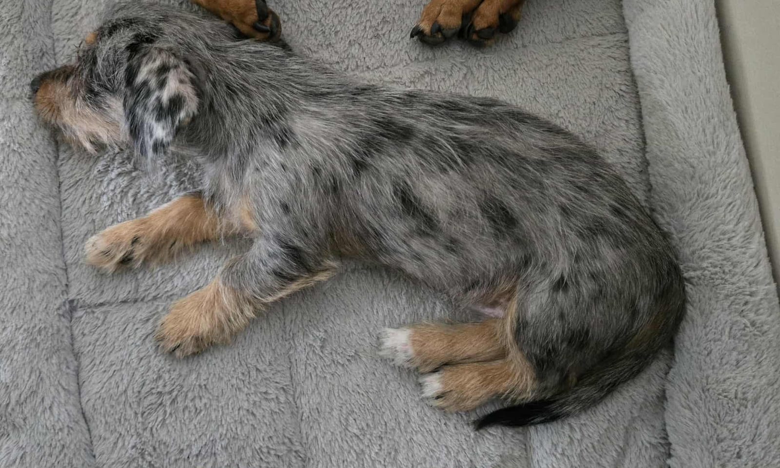 Wookie - 3 months - Dachshund x Shih tzu - L/H male - DOB - 08/02/25 - 2kg