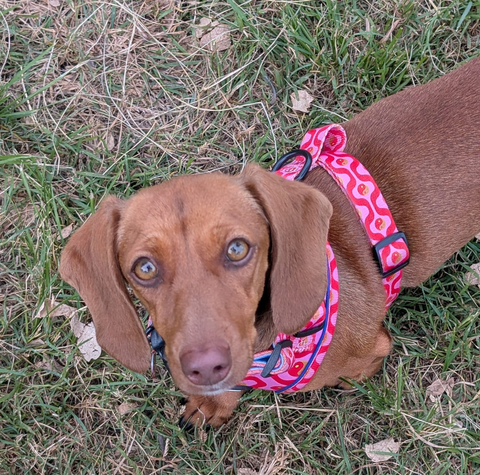Winnie - 1 yr 2 mths - Red Smooth Miniature Female - DOB - 01/05/24 - 6kg