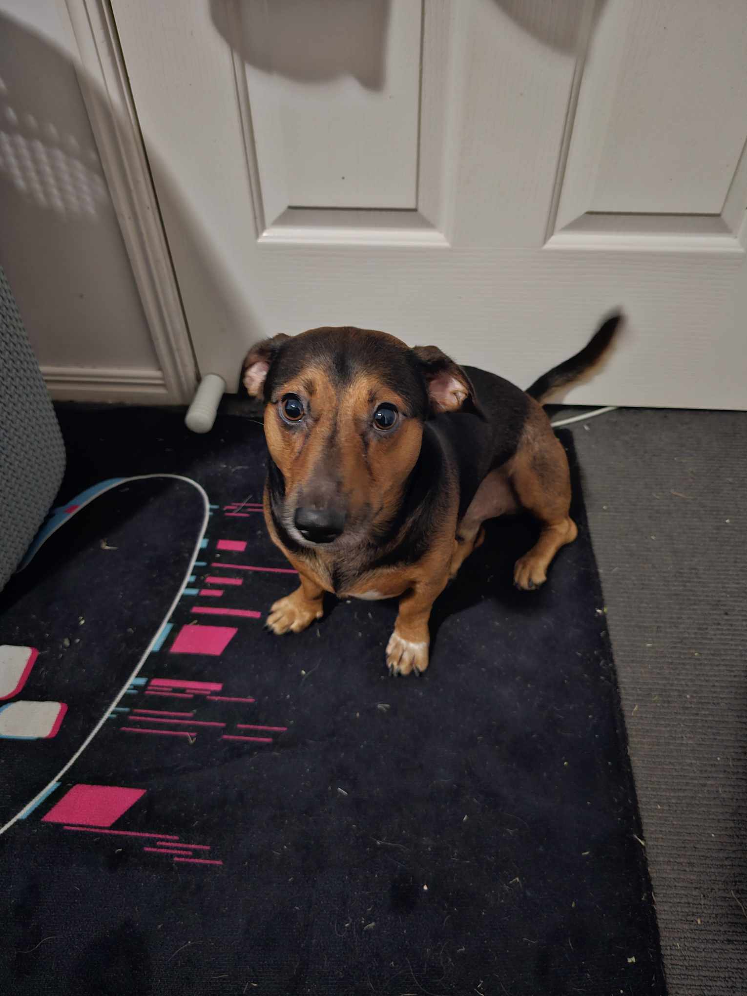 Slink - 3yrs - Dachshund X Jack Russell - DOB - 08/10/21 - 9.5kg