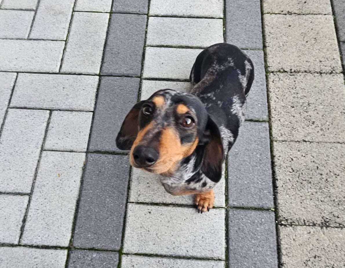 Dolly - 3yrs - Silver Dapple Smooth Female - DOB - 19/06/22 - 6.1 kg